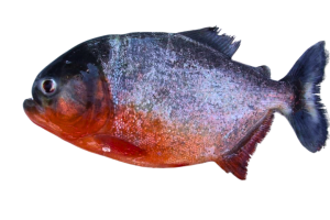 Peixe Piranha