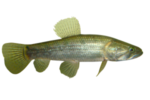 Peixe Traíra