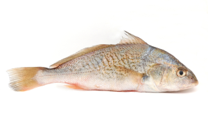 Peixe-corvina-1.png