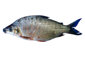 Peixe-curimba-1.png