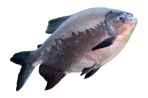 Peixe-tambaqui-1.png
