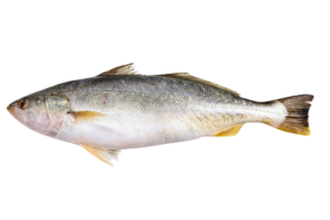 Pescada-branca.png