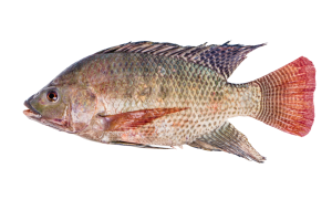 Tilapia-Viva-1.png